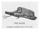 Sloth