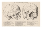 Gall's Phrenological System - the Skull Seen from Side and Front