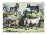 Four Hooved Animals: Horse  Ass  Zebra  and Quagga