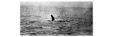 Photo of the Loch Ness Monster