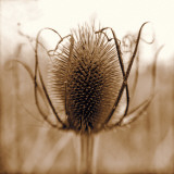 Thistle