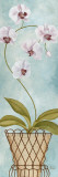 Tropical Adornment I
