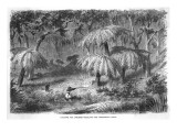 Scene in the Bush - Hunting the Lyre Bird