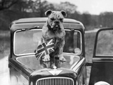 A British Bulldog Stands Proudly Behind a Union Jack Flag on a Car Bonnet