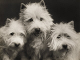 Three Westie Heads All Owned by Miss De Berry