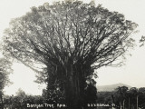 A Fine Banyan Tree  Apia  Samoa