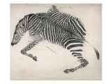 Zebra Skin