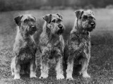 Three Schnauzers Sitting Together