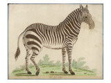 Zebra