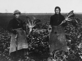 Women Beet Pulling for the War Effort During World War I