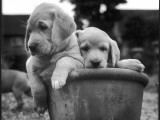 Two Labrador Puppies in a Flowerpot