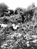 The Wreckage of a German Zeppelin Shot Down over Essex