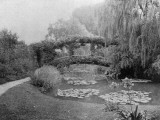 A Famous View in Monet's Garden  Showing the Lilypond and Bridge