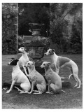 A Group of Seagift Whippets around a Fountain Owned by Whitwell