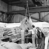 Cocoa Beans Being Lifted from a Canal Barge