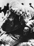 Soldier in Finland During World War Ii