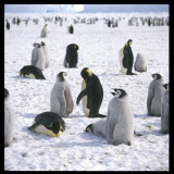 Penguins in the Snow