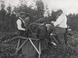 Family Working in Hop Fields  Kent