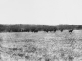 Retiring German Cavalry WWI