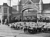 Sheep Arriving at the Chicago Stockyards to Be Converted into Legs of Mutton and Lamb Chops