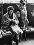 Knitting and the Great Dane - Manchester Dog Show 1966