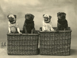 Pug 1926