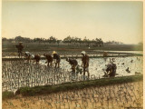 Planting Rice in Paddy Fields