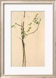 Young Tree