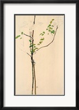 Young Tree
