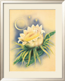 Night Blooming Cereus