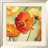 Champs de Coquelicots II