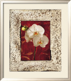 Orchids