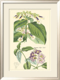 Botanical II