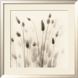 Italian Tall Grass No 1