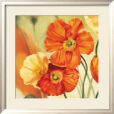 Champs de Coquelicots I
