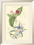 Botanical IV