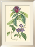 Botanical III