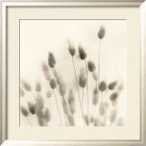 Italian Tall Grass No 2