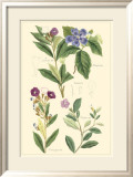Botanical I