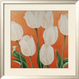 White Tulips