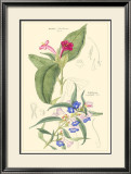 Botanical IV