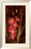 Orchid