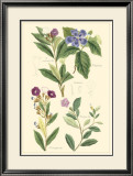 Botanical I