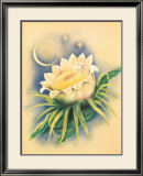 Night Blooming Cereus