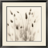 Italian Tall Grass No 1