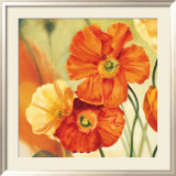Champs de Coquelicots I