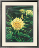 Blooming Cereus with Full Moon
