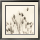 Italian Tall Grass No 2