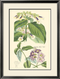 Botanical II
