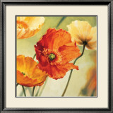 Champs de Coquelicots II